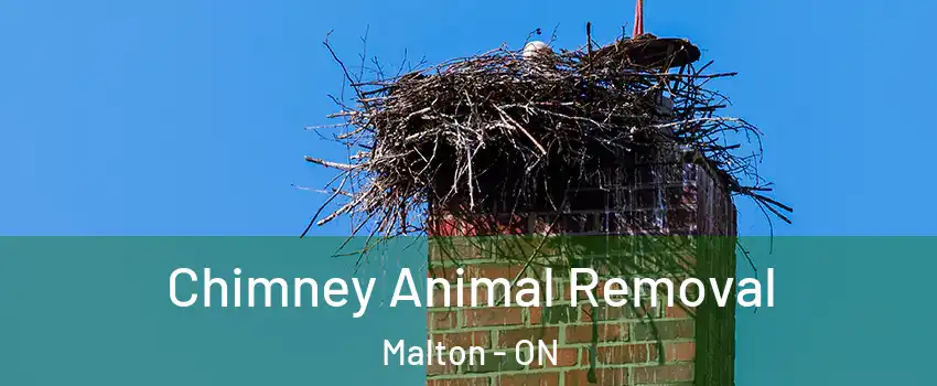 Chimney Animal Removal Malton - ON