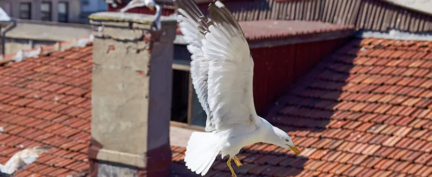 Residential Chimney Animal Removal Solution in Malton, ON