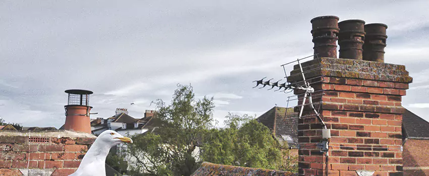 Chimney Cleaning And Restoration in Malton, Ontario